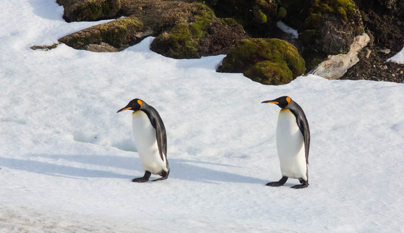 King Penguins On Snow