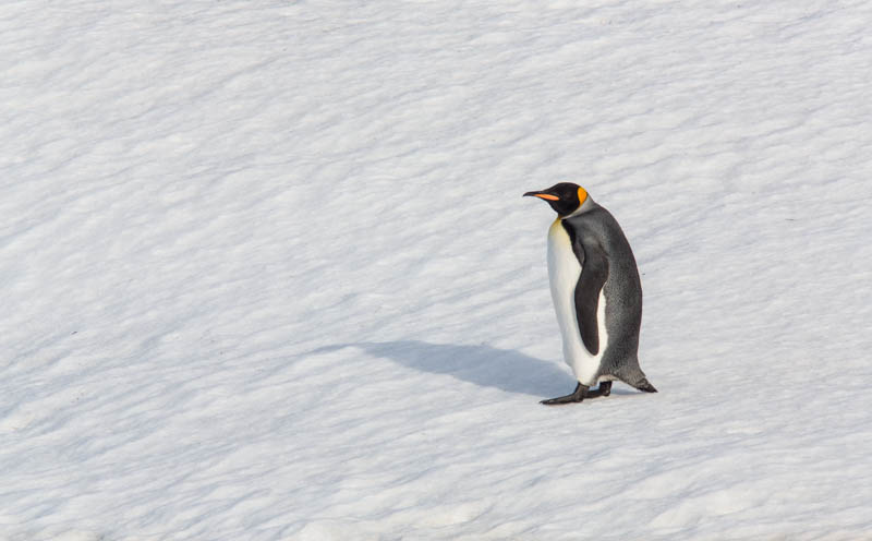 King Penguin On Snow