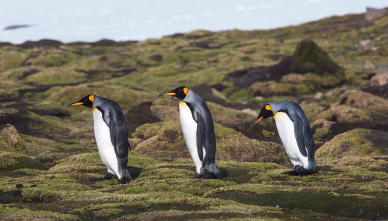 King Penguins