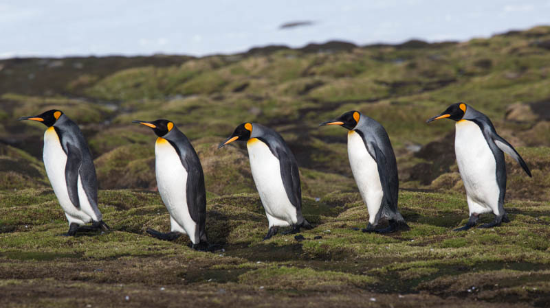 King Penguins