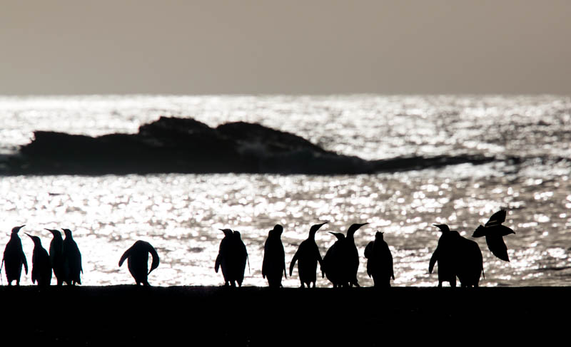 King Penguins On Beach