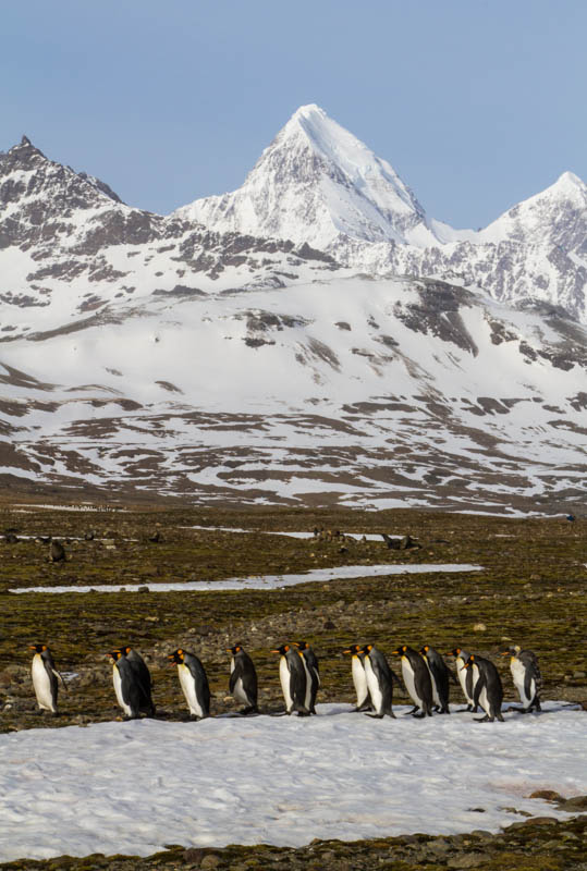 King Penguins And Peaks