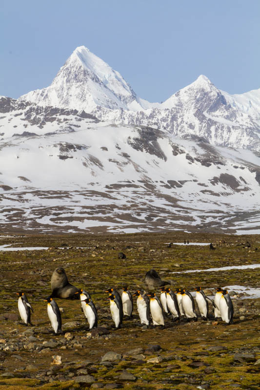 King Penguins And Peaks