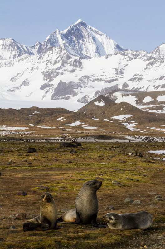 Antarctic Fur Seals And Peaks