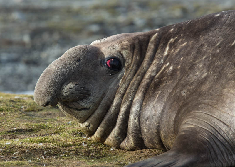 Southern Elephant Seal