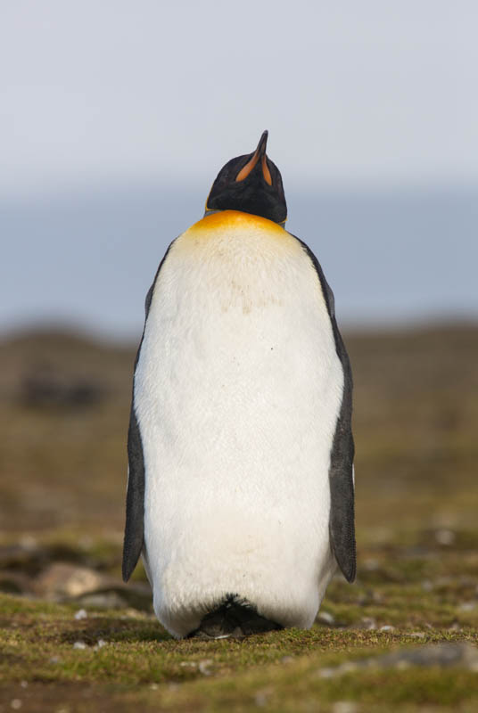 King Penguin