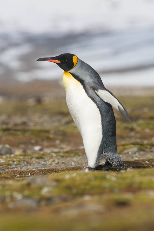 King Penguin