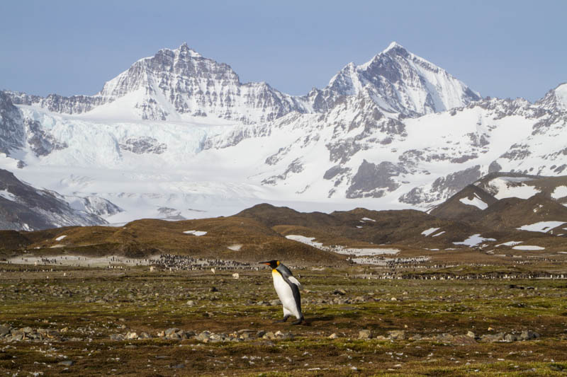 King Penguin And Peaks