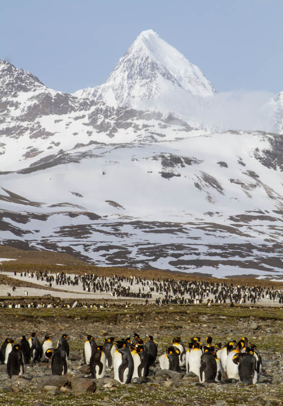 King Penguins And Peak