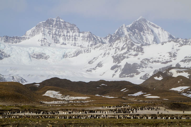 King Penguins And Peaks