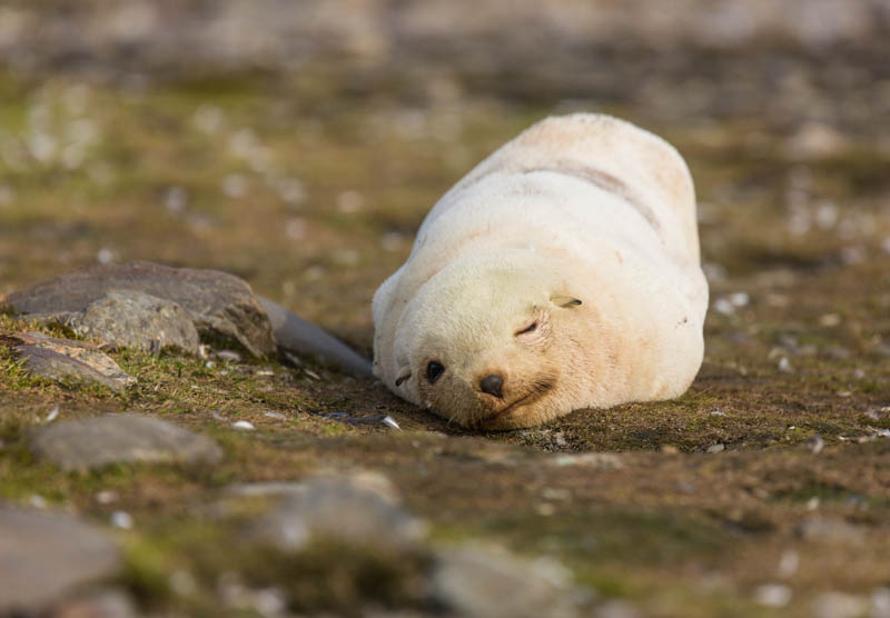 Blonde Morph Antartic Fur Seal