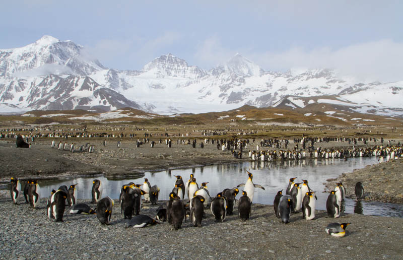 King Penguin Colony