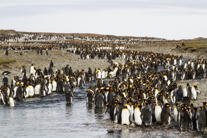 King Penguin Colony