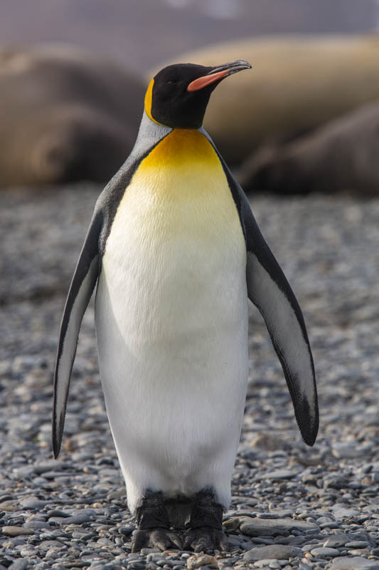 King Penguin