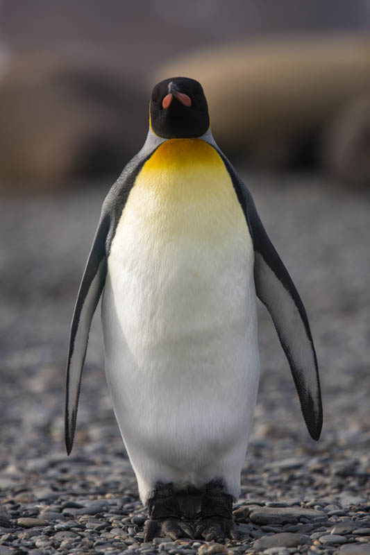 King Penguin