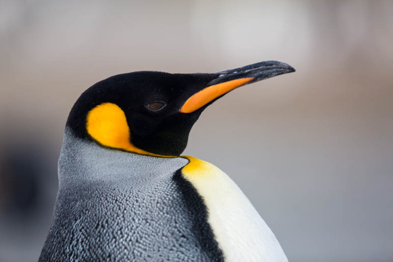 King Penguin