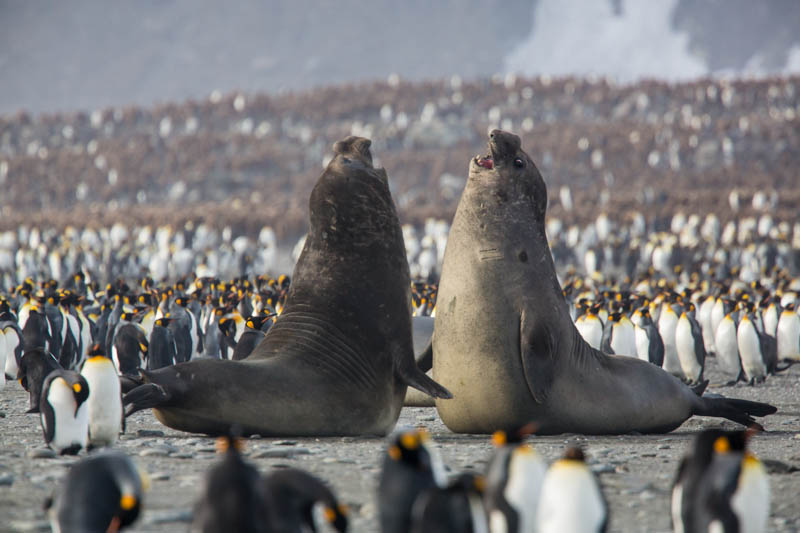 Southern Elephant Seals Fighting