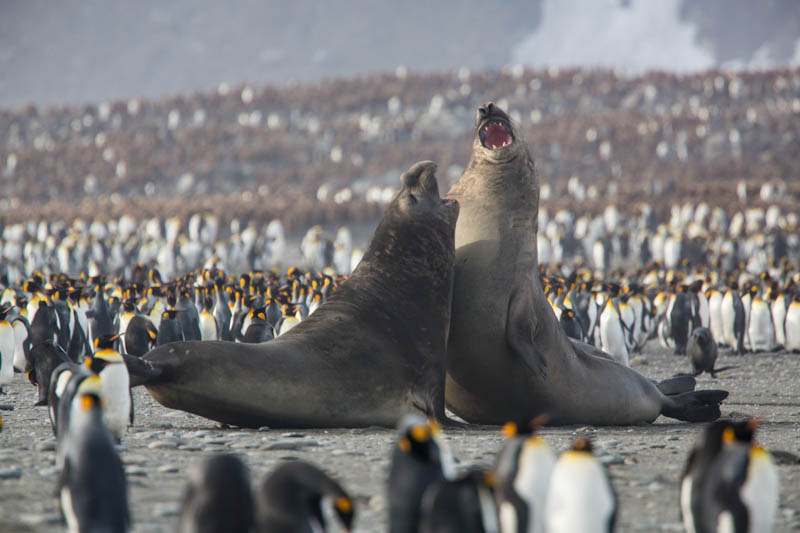 Southern Elephant Seals Fighting