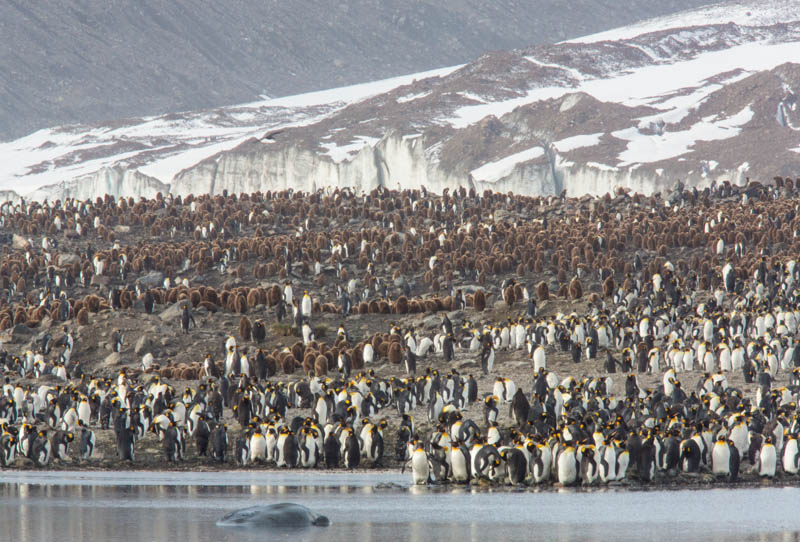 King Penguin Colony