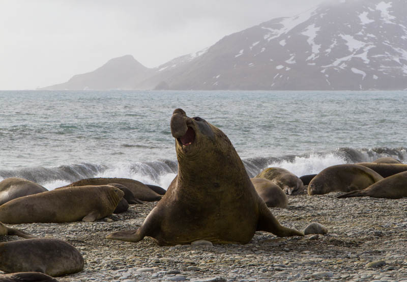 Southern Elephant Seal