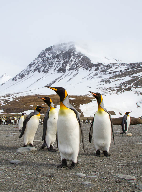 King Penguins