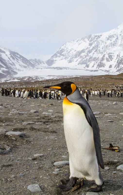 King Penguin