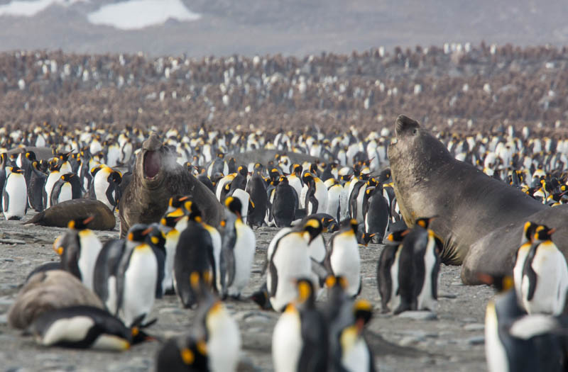 Southern Elephant Seals Fighting