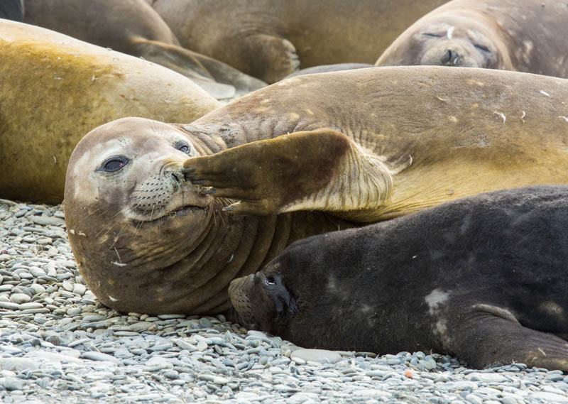 Southern Elephant Seal