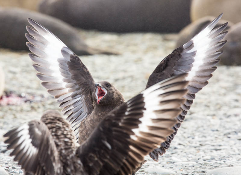 Brown Skua