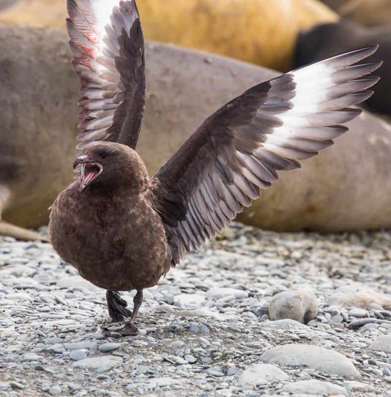 Brown Skua