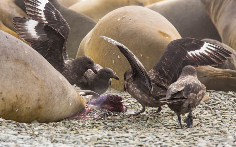 Brown Skuas Fighting Over Southern Elephant Seal Placenta