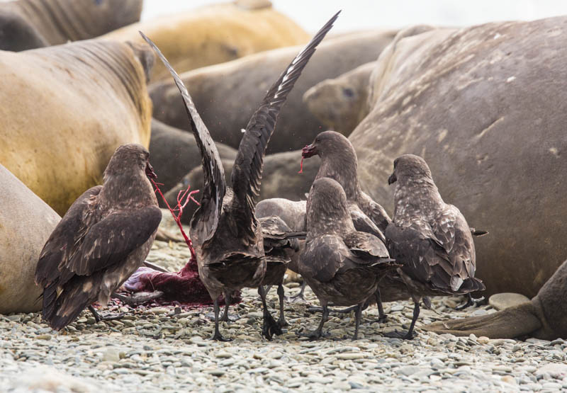 Brown Skuas Fighting Over Southern Elephant Seal Placenta