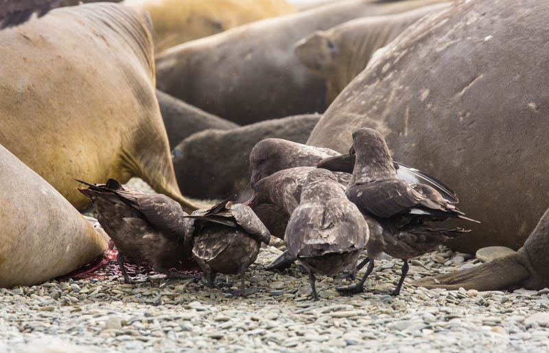 Brown Skuas Fighting Over Southern Elephant Seal Placenta