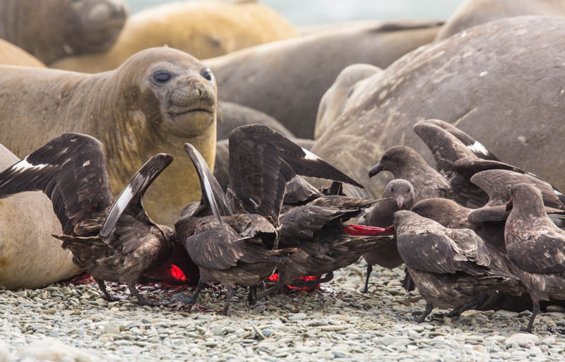 Brown Skuas Fighting Over Southern Elephant Seal Placenta