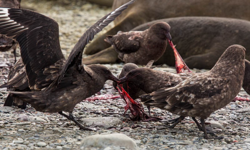 Brown Skuas Fighting Over Southern Elephant Seal Placenta