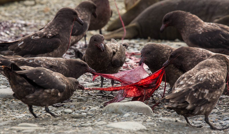 Brown Skuas Fighting Over Southern Elephant Seal Placenta