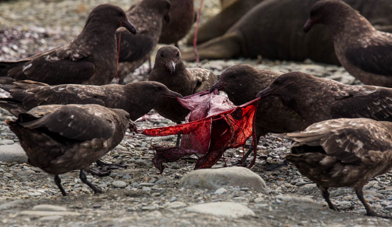 Brown Skuas Fighting Over Southern Elephant Seal Placenta