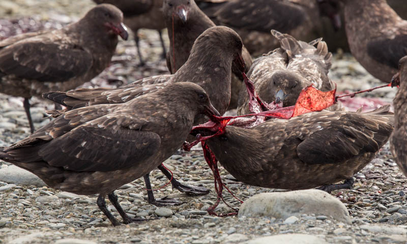 Brown Skuas Fighting Over Southern Elephant Seal Placenta