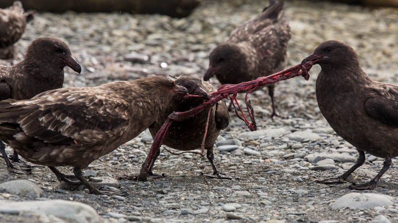 Brown Skuas Fighting Over Southern Elephant Seal Placenta