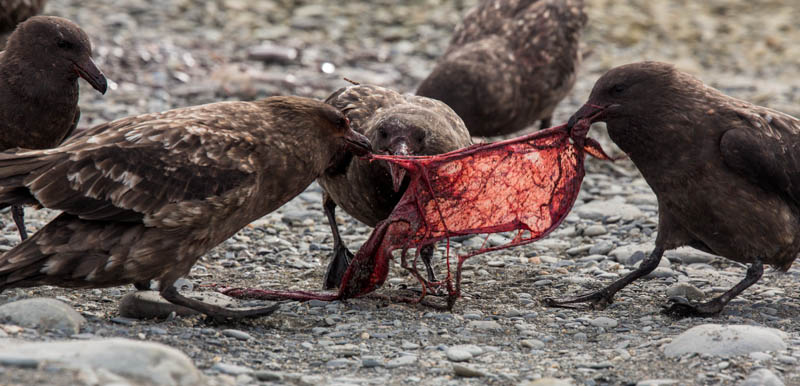 Brown Skuas Fighting Over Southern Elephant Seal Placenta