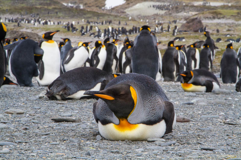 King Penguin