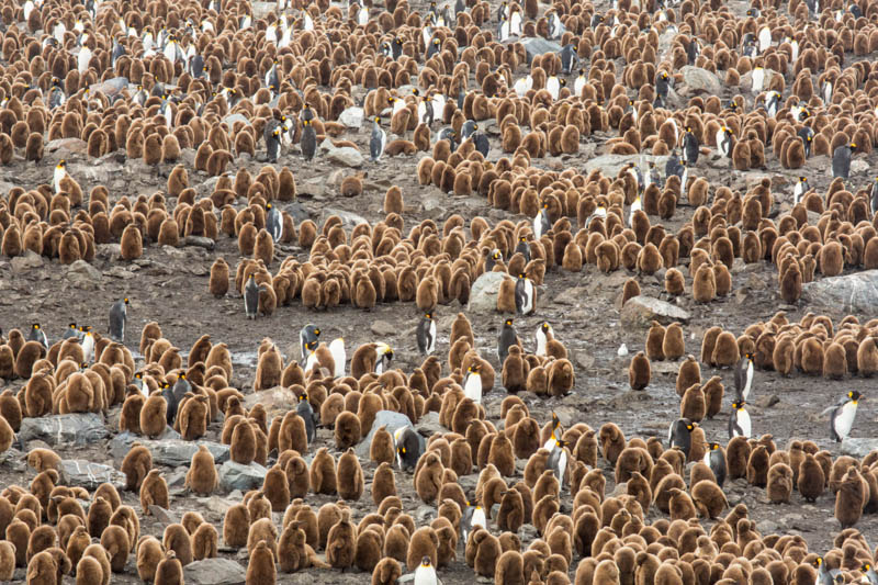 King Penguin Colony