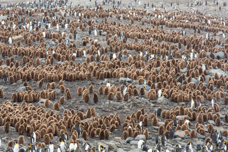 King Penguin Colony