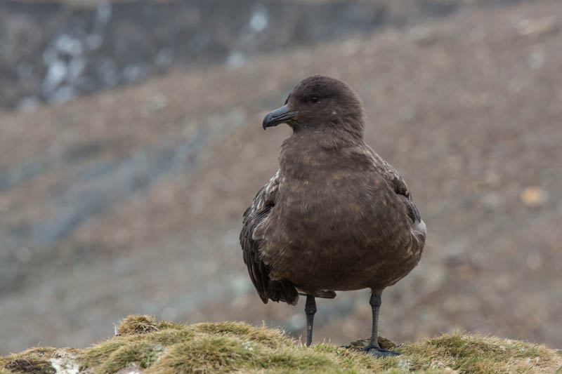 Brown Skua