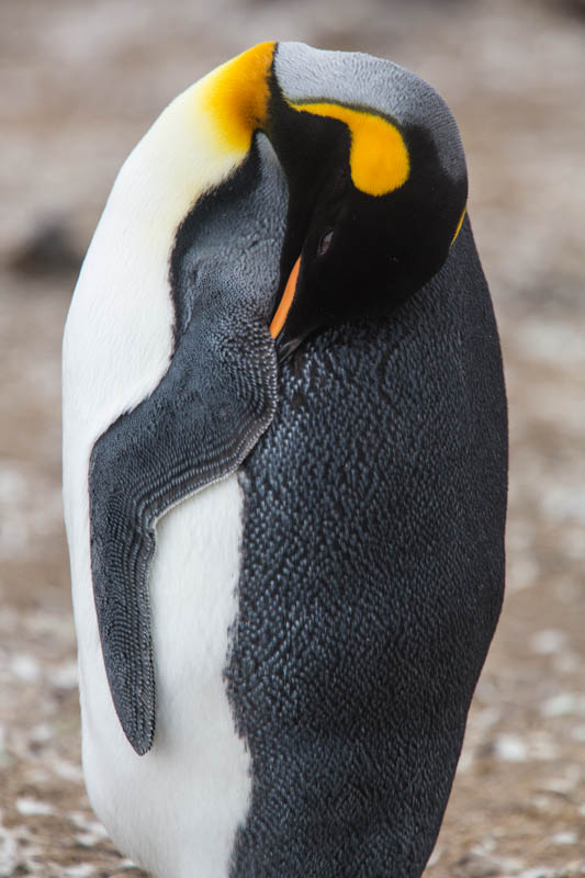 King Penguin