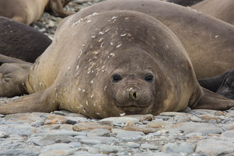 Southern Elephant Seal