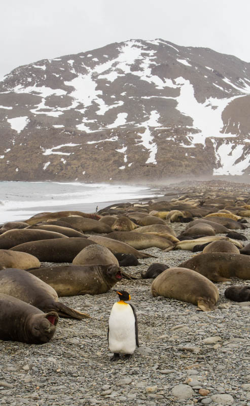 King Penguin And Southern Elephant Seals On Beach
