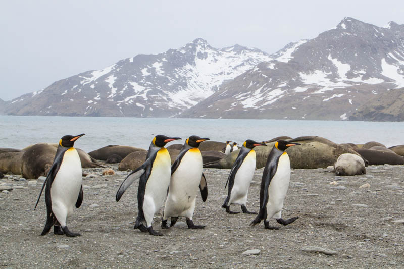 King Penguins