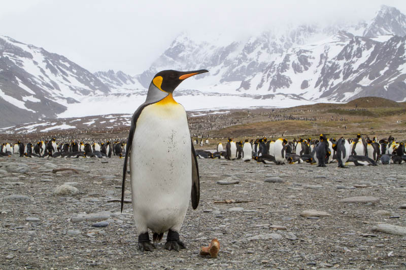 King Penguin