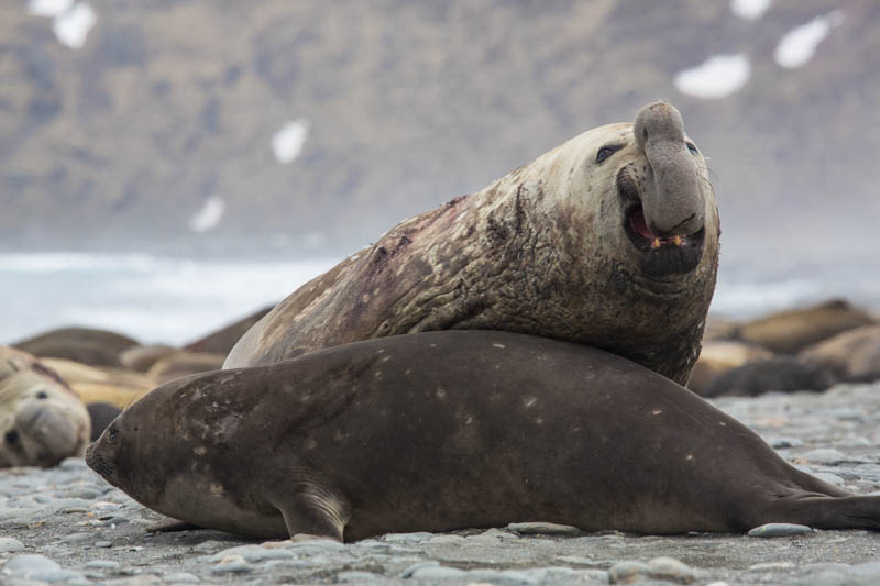 Southern Elephant Seals